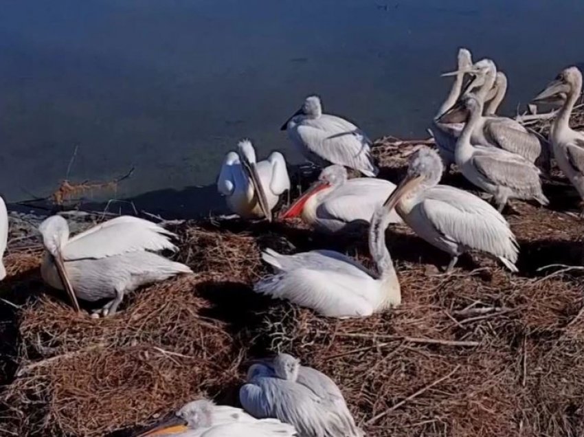 Pandemia rriti numrin e “pelikanëve kaçurrel” në Shqipëri 
