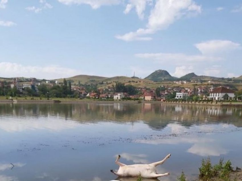 Mbushet me kafshë të ngordhura liqeni i Mitrovicës