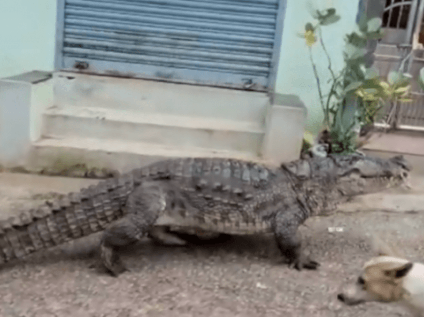 Krokodili tmerron banorët, futet në vendbanim