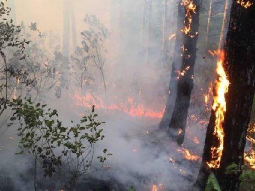 Zjarr në Pyllin e Sodës, banorët dhe pushuesit në ndihmë të zjarrfikëses 