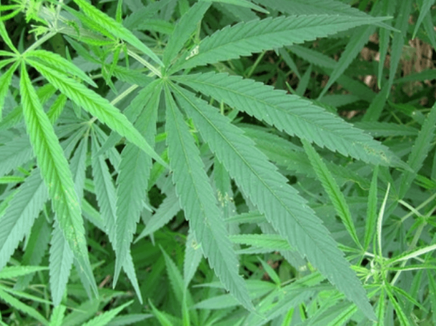 Kultivonte bimë narkotike, arrestohet 39-vjeçari 