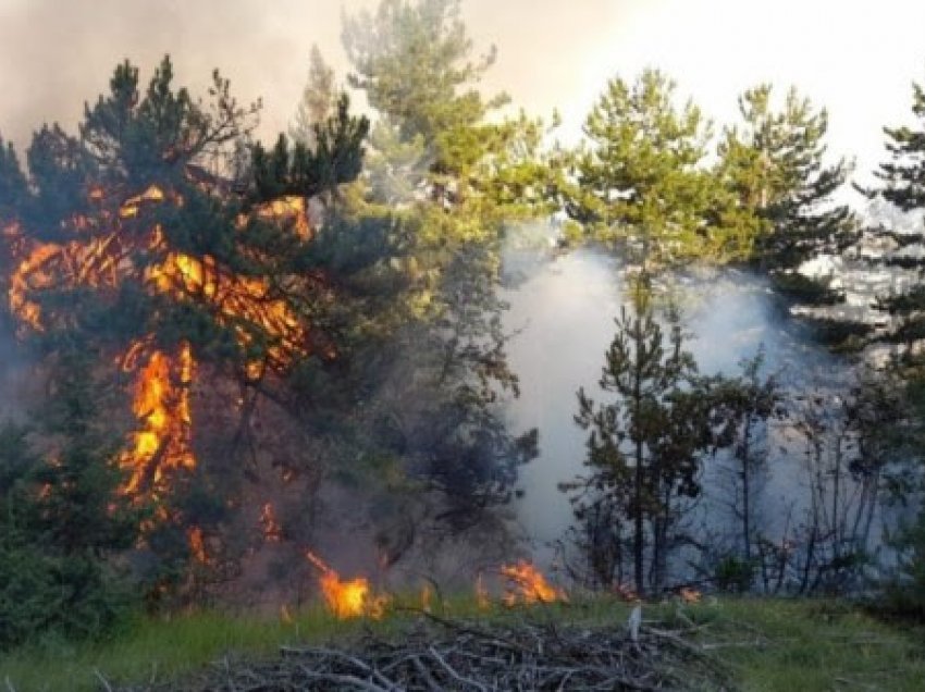​Dogji 20 hektarë pyje në Vithkuq, policia procedon zjarrvënësin e dyshuar
