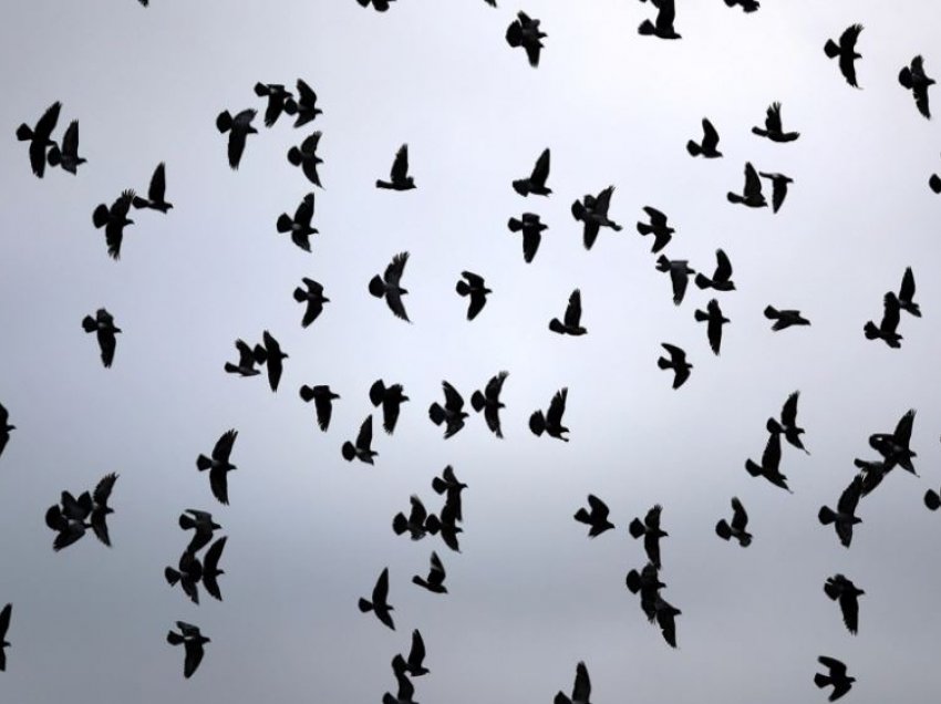 Epidemia misterioze po zhduk zogjtë në SHBA