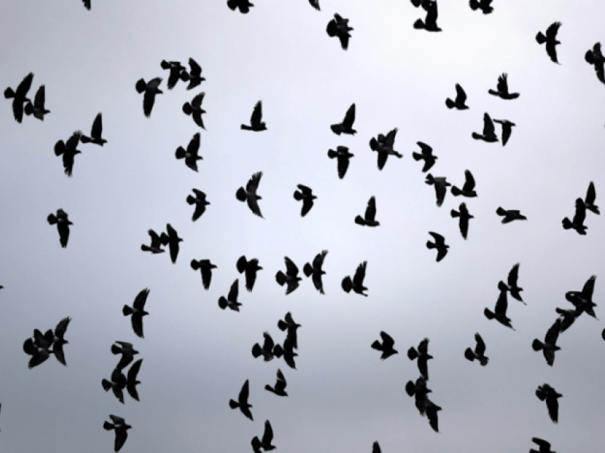 “Zogj të ngordhur kudo”, tjetër epidemi shpërthen në SHBA, paralajmërimi i frikshëm i ekspertit