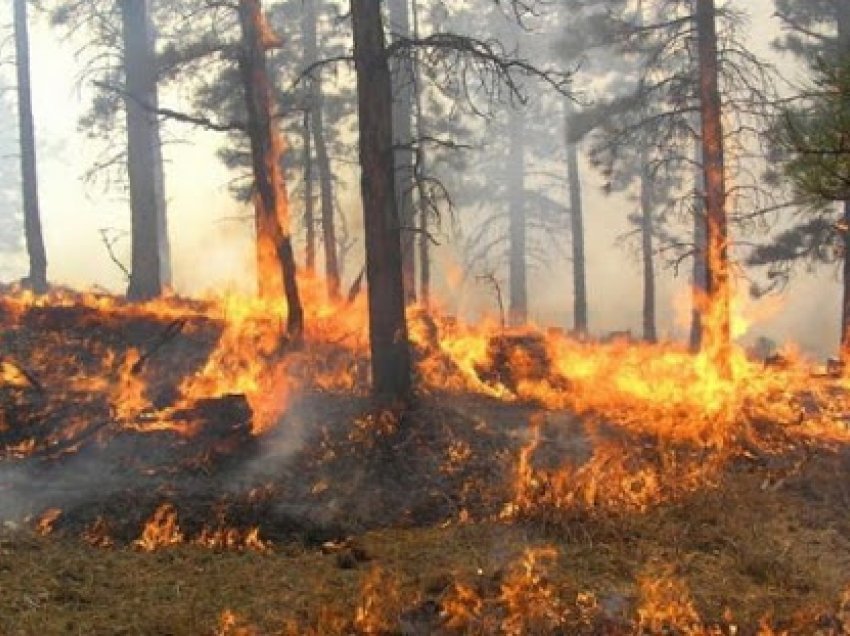 I vuri zjarrin pyllit, kapet pas disa orësh ndjekje nga policia autori në Mirditë