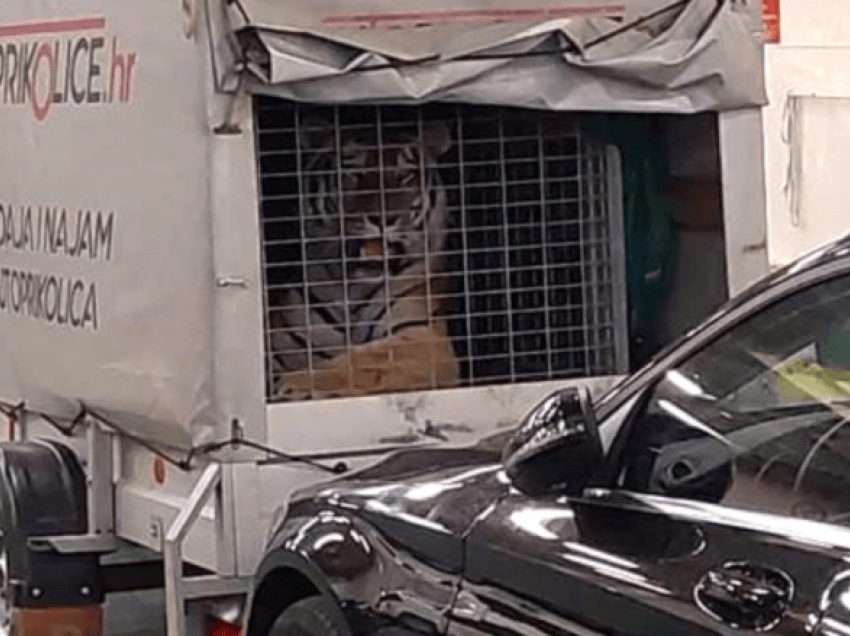 Panë një tigër brenda një kafazi në një veturë, habiten kroatët