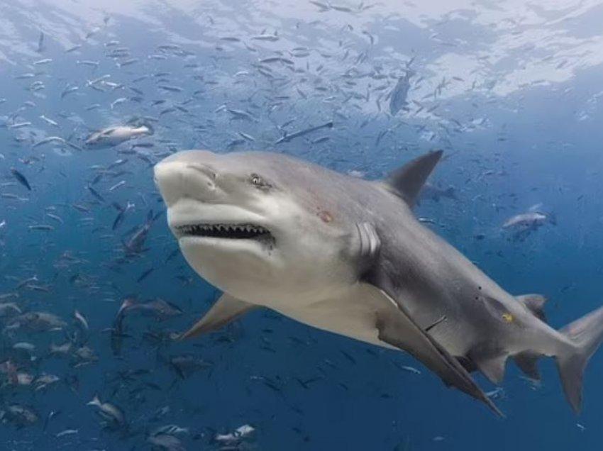 I dehuri hyn në det për të urinuar, peshkaqeni e sulmon për vdekje