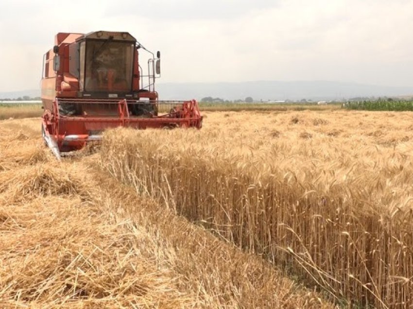 ​Kosova as sivjet nuk siguron bukën e motmotit, fermerët mbeten pa subvencione