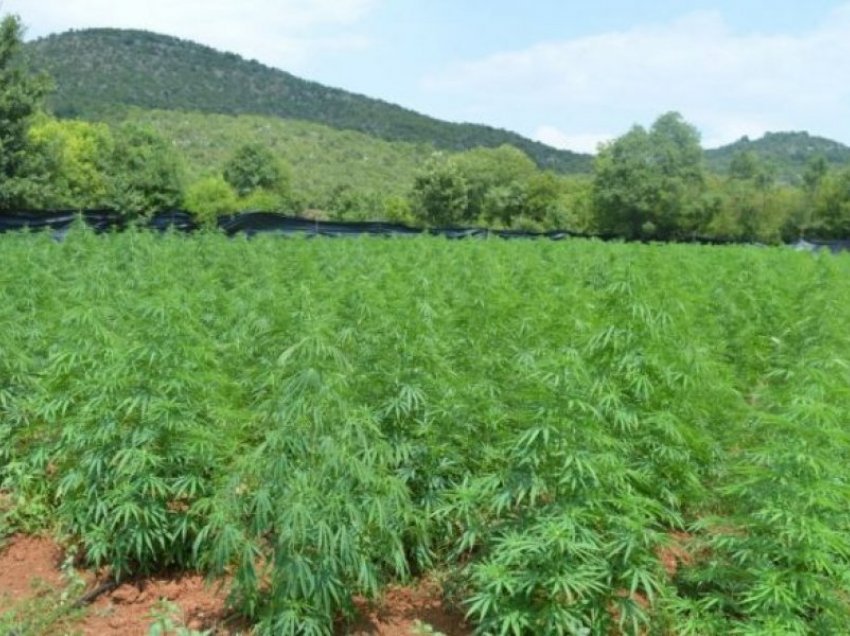 Zbulohet në Mal të Zi plantacioni më i madh i marijuanës