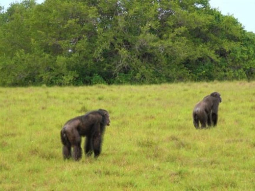 Për herë të parë në histori Shimpanzetë sulmojnë dhe vrasin gorillat në natyrë