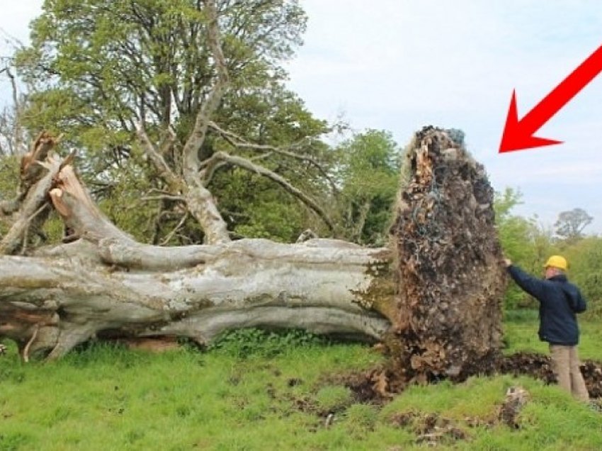 Këtë pemë dyshekullore errëzoi stuhia e fortë, por i la të gjithë pa fjalë ajo që gjetën në rrënjë