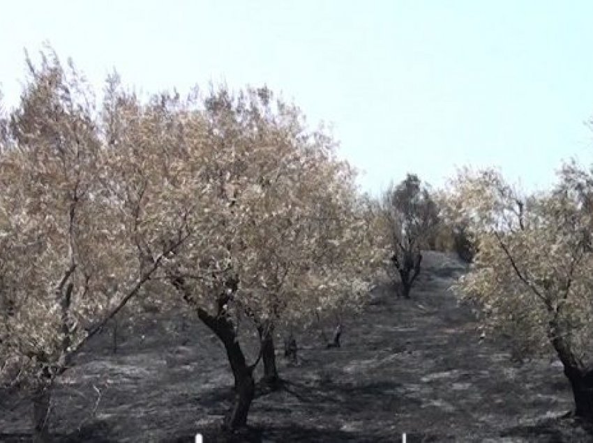 Zjarri dogji 7 mijë rrënjë ullinj në Kurbin, banorët kërkojnë dëmshpërblim