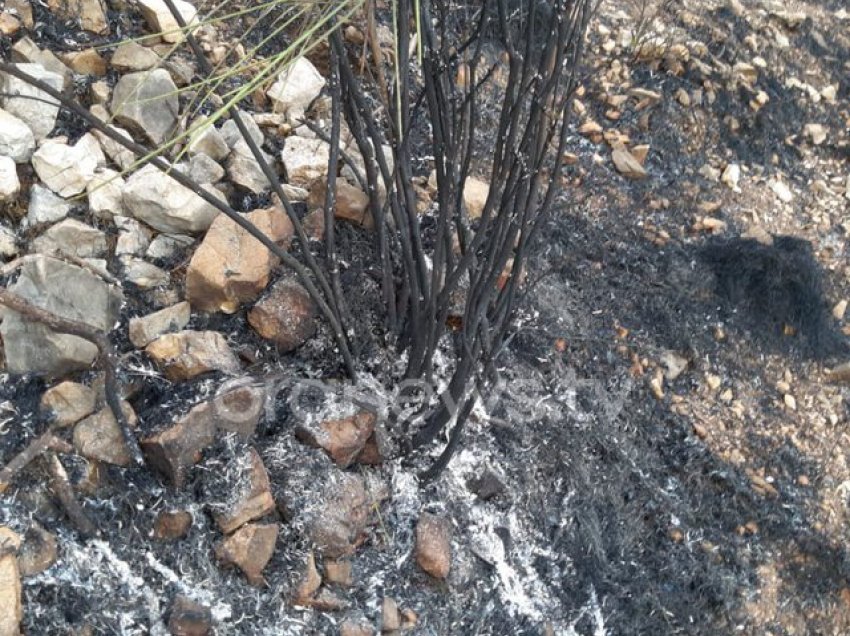 Vatër zjarri në Tragjas të Vlorës, flakët po djegin sipërfaqe me kullota e ullinj