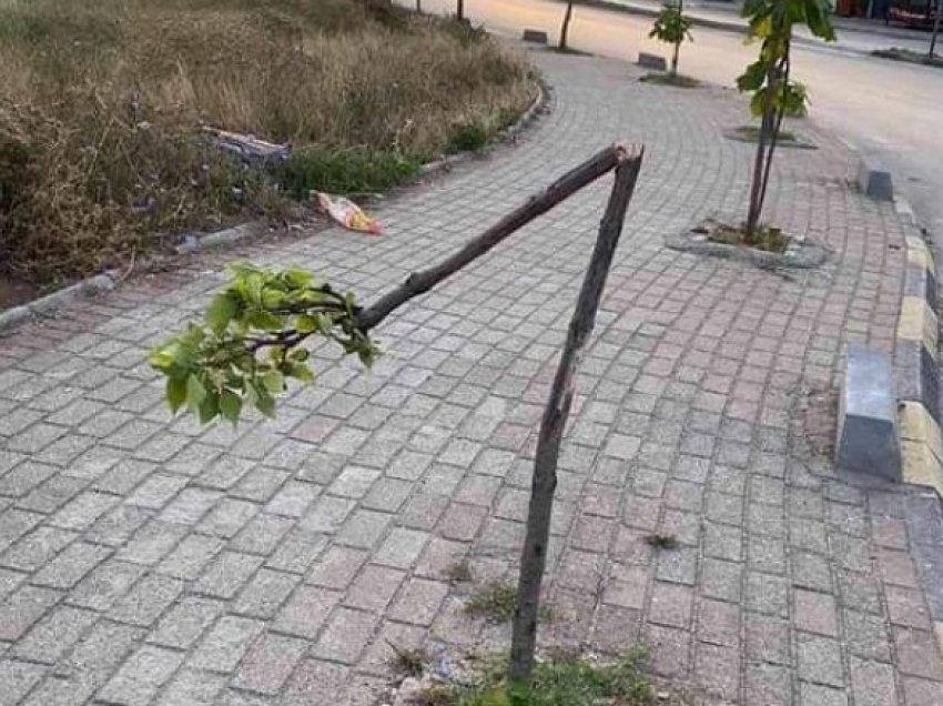 Tetovë/ Dëmtohen drunj, pritet zbulimi personave që kanë kryer vandalizimin