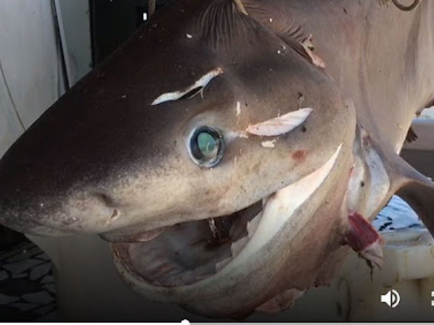 Kapet peshkaqeni i rrezikshëm 6.5 metra i gjatë në Durrës