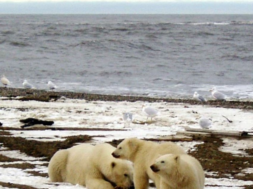 SHBA, pezullohen lejet për shpime për naftë e gaz në Arktik