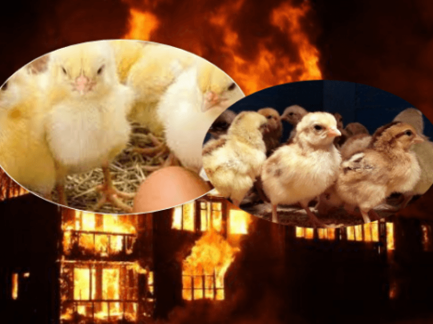 Tragjike: Fermerit nga Prizreni i digjen 8 mijë zogj të pulave
