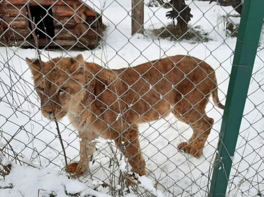 Shtatë luanë shpëtohen nga trajtimet mizore në një kopsht zoologjik të Ukrainës