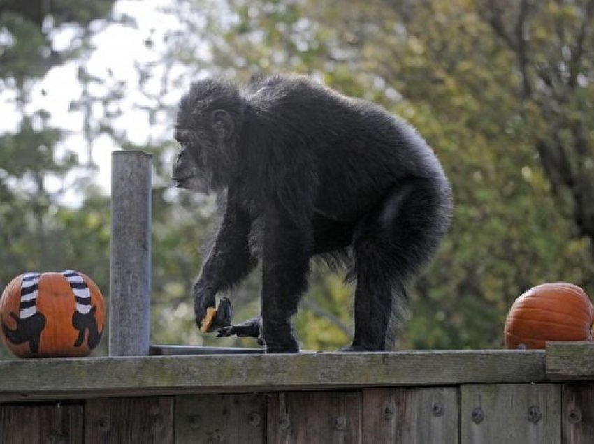 ​Ngordh shimpanzeja më e vjetër në kopshtet zoologjike të Amerikës së Veriut