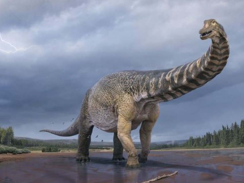 Ky është dinosauri më i madh i gjetur në Australi