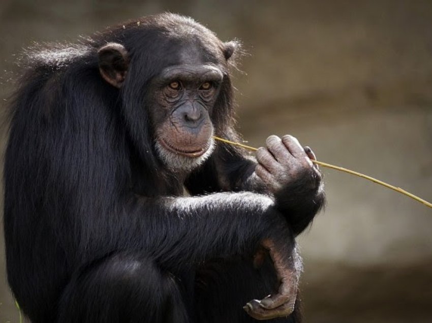 ​Majmunët e mëdhenj në Afrikë kërcënohen nga 