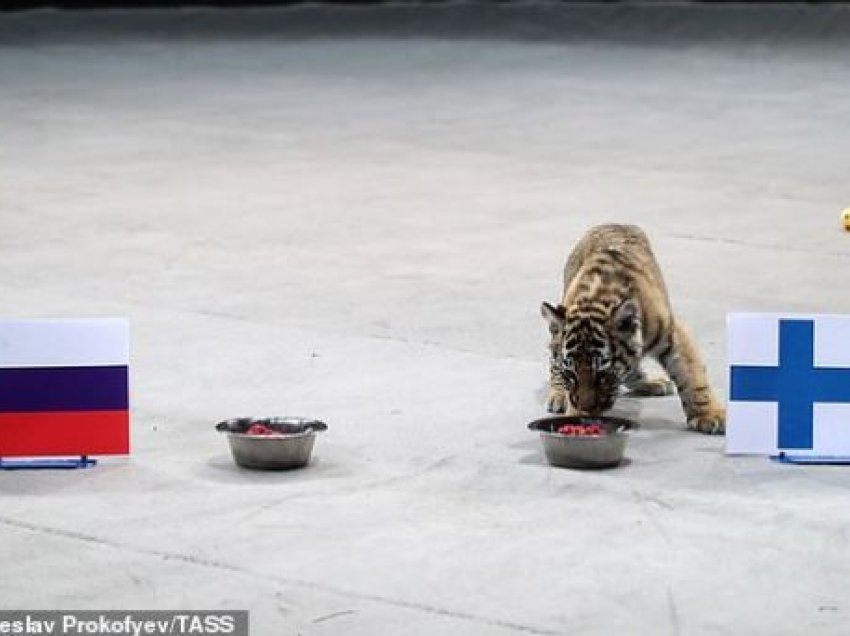 Tigri parashikon fitoren e Finlandës kundër rusëve