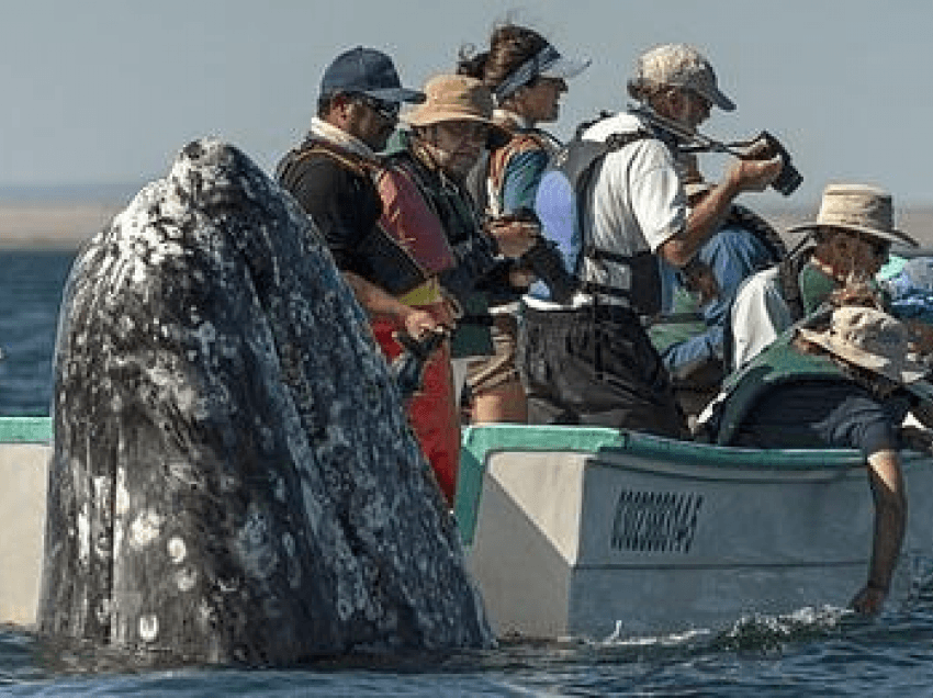 Momentet e pabesueshme kur balena del prapa barkës së turistëve që e kërkojnë në anën e gabuar