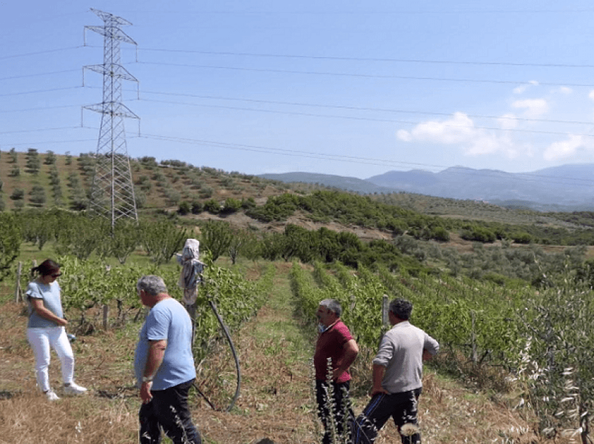 Breshëri shkatërron vreshtat në Elbasan, moti i keq dëmton të gjitha të mbjella në disa fshatra
