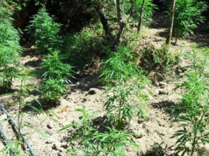 Kultivonin bimë narkotike, arrestohen tre persona, procedohet kryeplaku në Mirditë