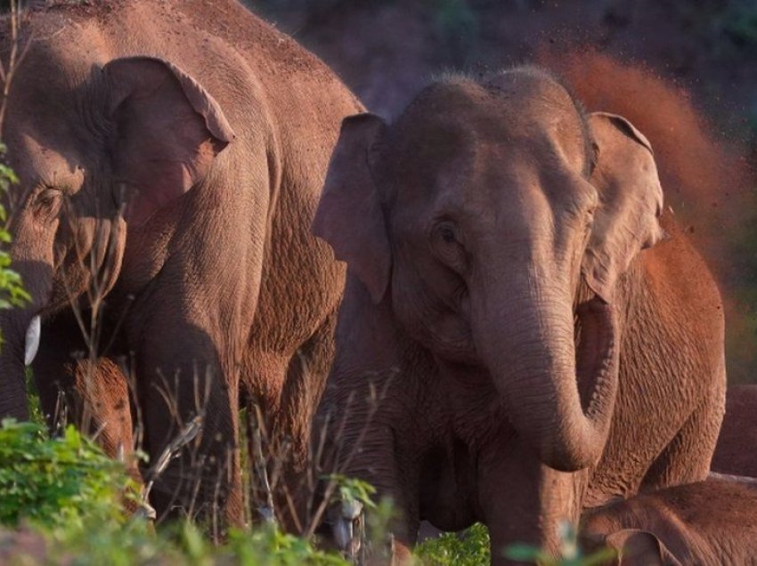 Udhëtimi prej 500 km i elefantëve nëpër Kinë, huton shkencëtarët
