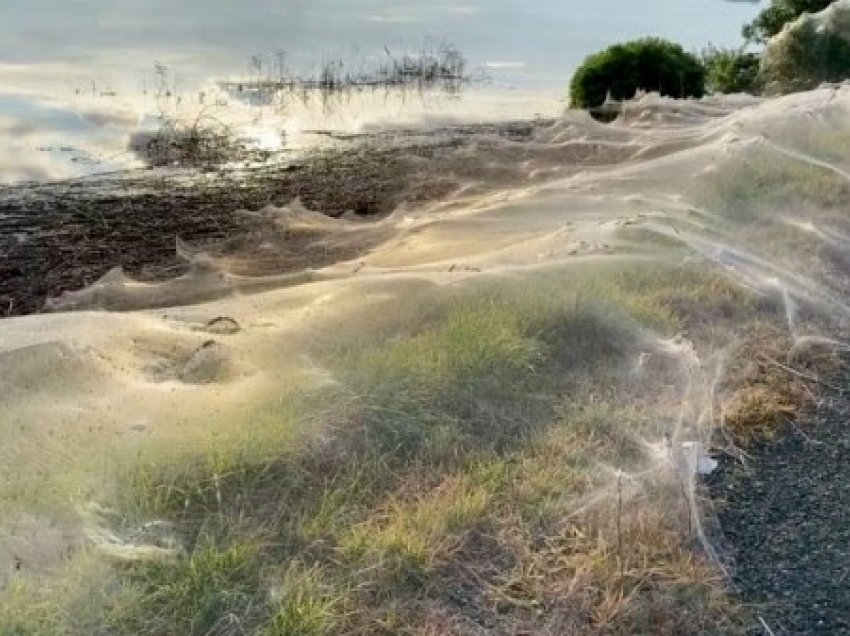 ​Pjesë të Australisë mbulohen nga rrjetat e merimangave