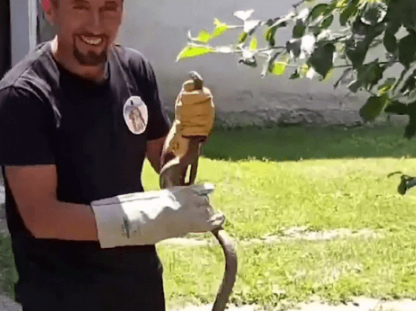 “Vlojnë” gjarpërinjtë në Kosovë, vjen lajmi i keq nga QKMF