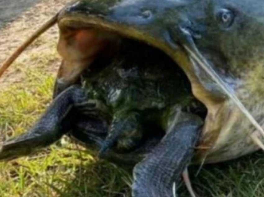 ​Mustaku tenton të hajë breshkën, por mbytet