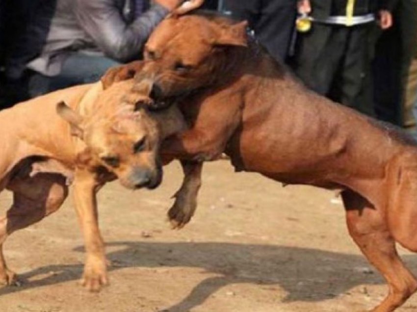 Alarmon Fondacioni për të Drejtat e Kafshëve, pronarët abuzivë po keqtrajtojnë qentë