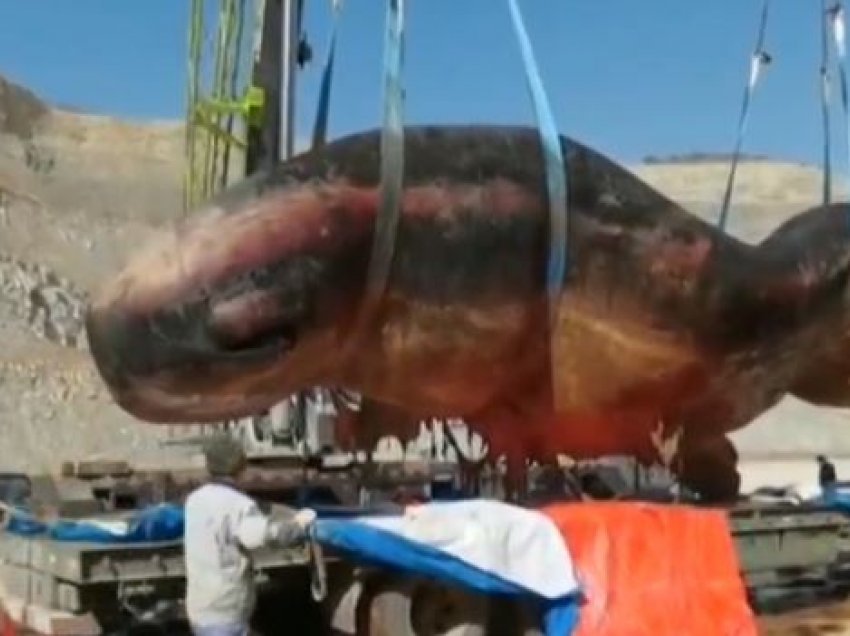 Gjendet e ngordhur balena spermë, 18 metra e gjatë!