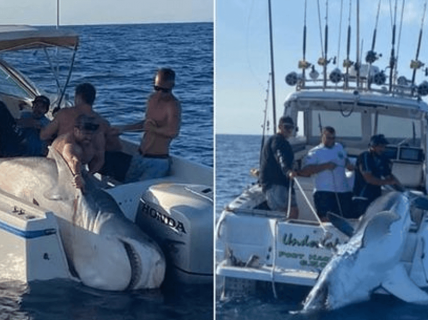 Peshkatarët kapin peshkaqenin 400kg pas betejës 45 minuta për ta hedhur në varkë