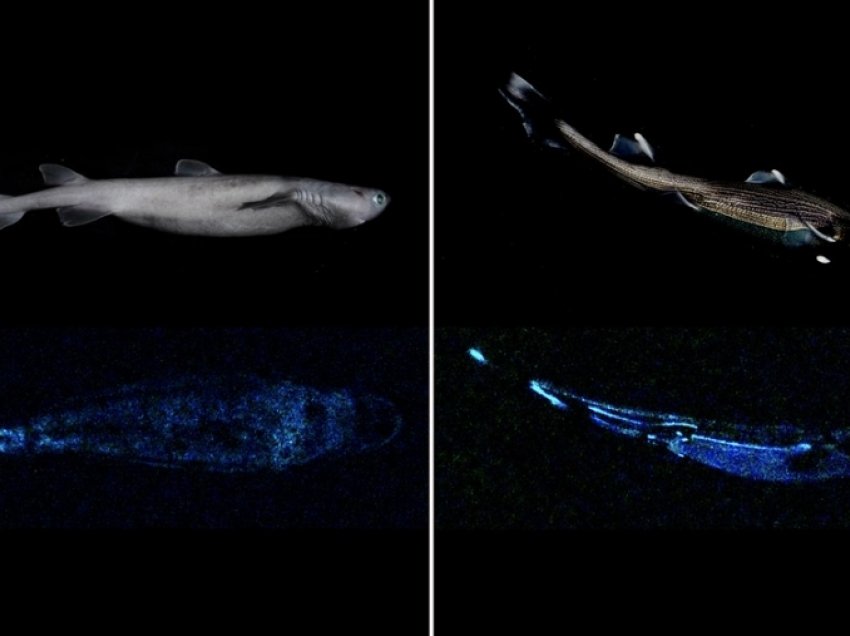 Shkencëtarët zbulojnë një lloj peshkaqeni që shndërin në errësirë 