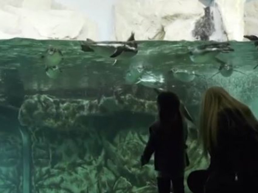 ''Edhe peshqit janë të lumtur'', akuariumi në Genova rihap dyert pas katër muajsh izolim 