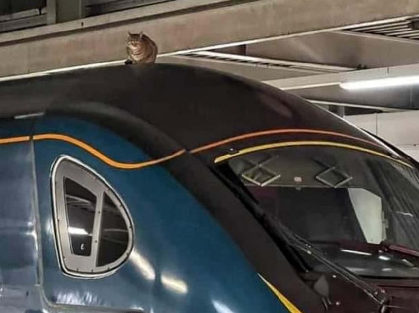 Macja “kokëfortë” bëhet virale në rrjet, lë më shumë se 2 orë e gjysmë trenin në pritje