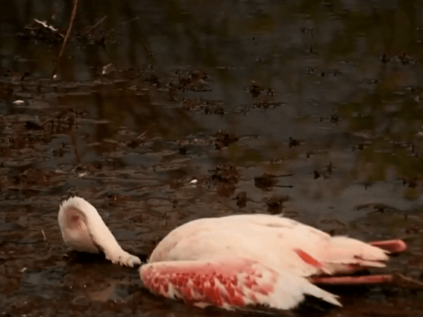 Flamingot në Keni, në zhdukje
