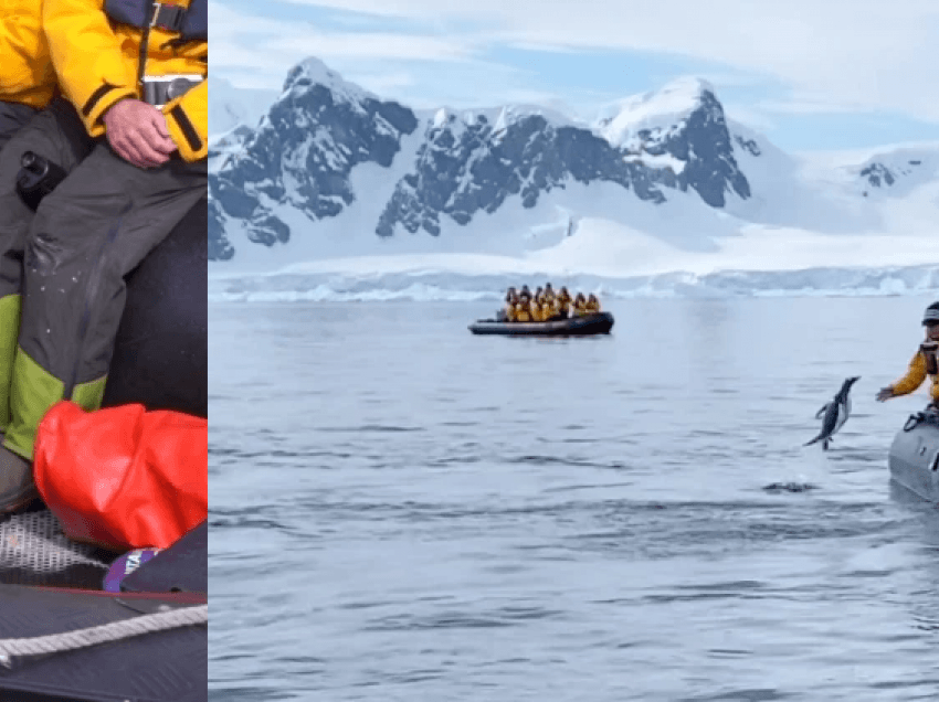 Pinguini shpëton nga goja e orkave duke kërcyer në barkën e turistëve 