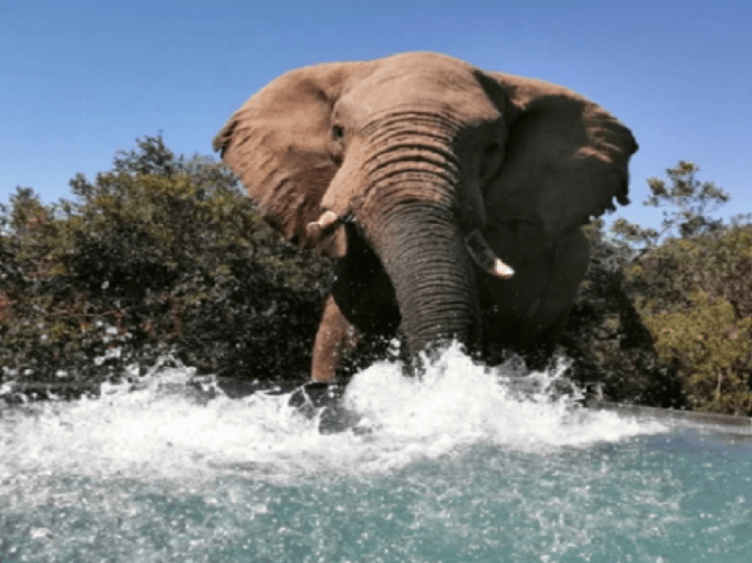 Elefantët ‘pushtojnë’ pishinën për t’u freskuar/ Fotot e rralla nga Afrika e Jugut