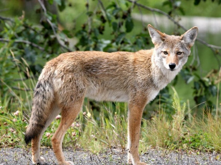 Kapet kojota që kafshoi pesë persona në San Francisco