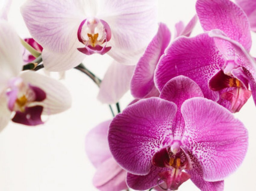 Këshilla si të kujdeseni për lulen Orkide