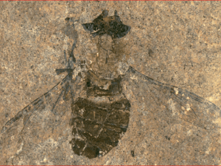 Shkencëtarët zbulojnë mizën 47 milionë vjeçare