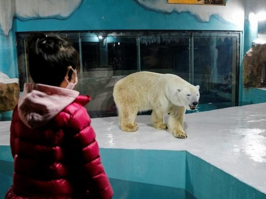 Kina mendoi se ishte një ide atraktive, por në fakt morri shumë kritika – Brenda hotelit me arinjë polarë