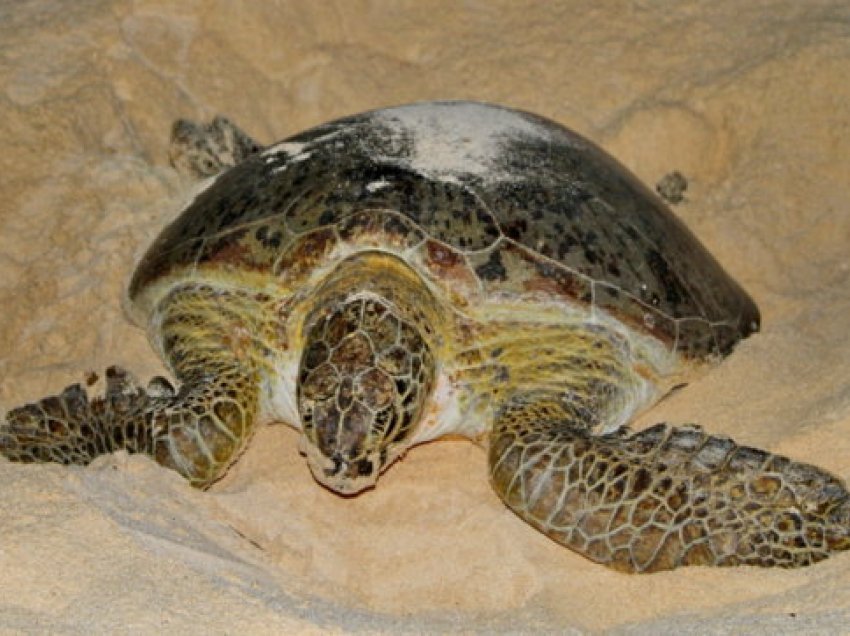 Hëngrën mish breshke, humbin jetën 19 persona, mes tyre dhe fëmijë