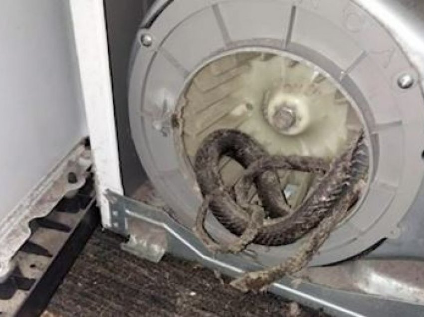 Brenda tharëses së rrobave në Florida gjendet gjarpri i ngordhur