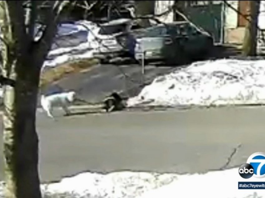 Qeni në Kanada del në rrugë dhe ndalon një veturë për t’ia shpëtuar jetën pronares