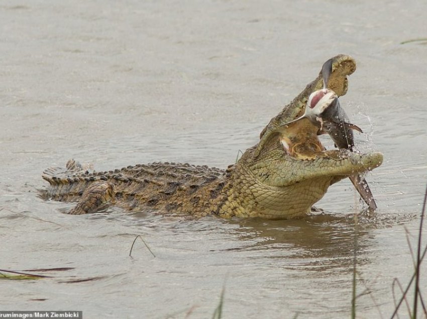 Momenti i jashtëzakonshëm kur krokodili e ha një peshkaqen